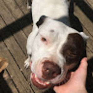 Meet your Posher, Ava